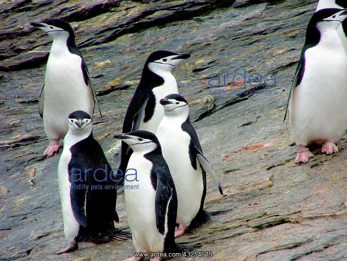 : A waddle (group) of Chinstrap Penguins (Pygoscelis : A waddle (group) of Chinstrap Penguins (Pygoscelis