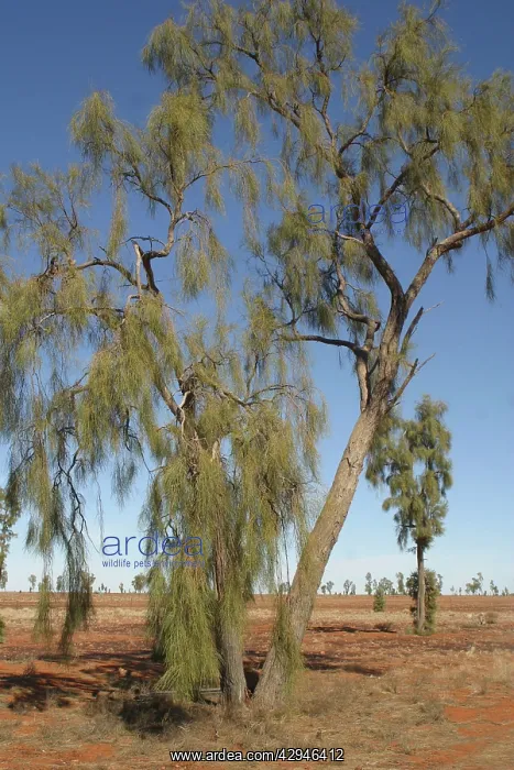 : Waddywood trees : Waddywood trees