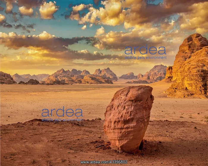 : Wadi Rum sunrise, Jordan : Wadi Rum sunrise, Jordan