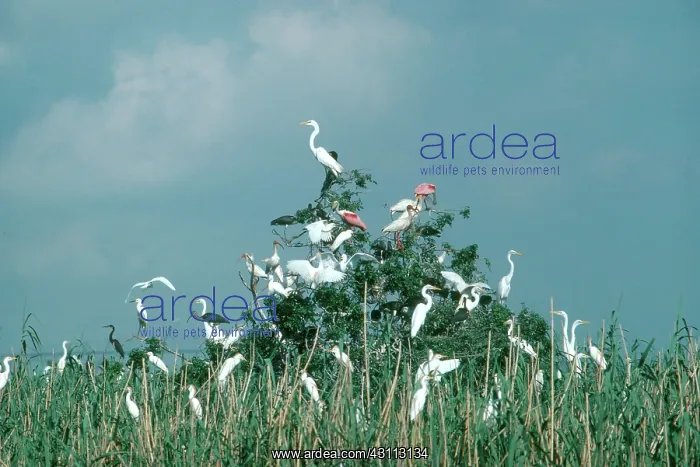 : Wading Bird Rookery, Texas : Wading Bird Rookery, Texas