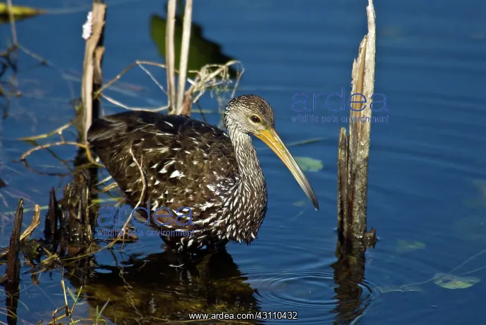: A Wading Limpkin : A Wading Limpkin