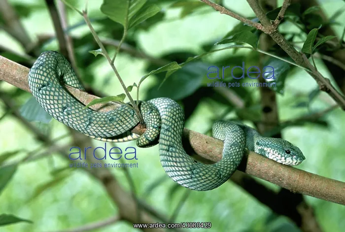 : Wagler's Pit Viper : Wagler's Pit Viper