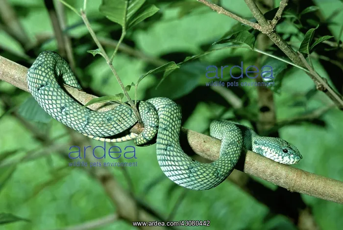 : Wagler's Pit Viper : Wagler's Pit Viper