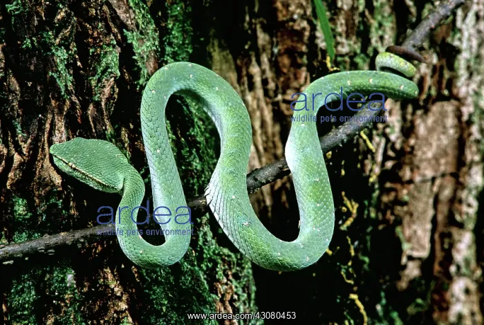 : Wagler's Pit Viper : Wagler's Pit Viper