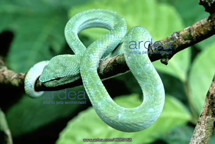 : Wagler's Pit Viper : Wagler's Pit Viper