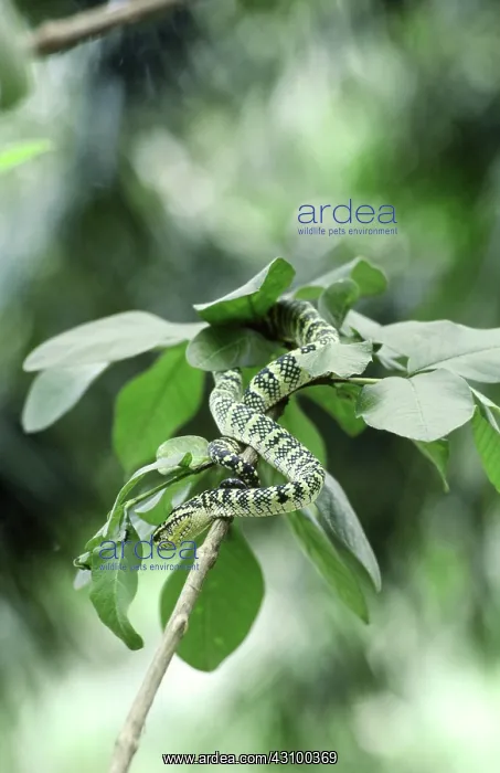 : Wagler's Pit Viper : Wagler's Pit Viper