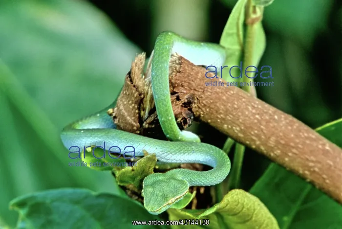: Wagler's Pit Viper : Wagler's Pit Viper