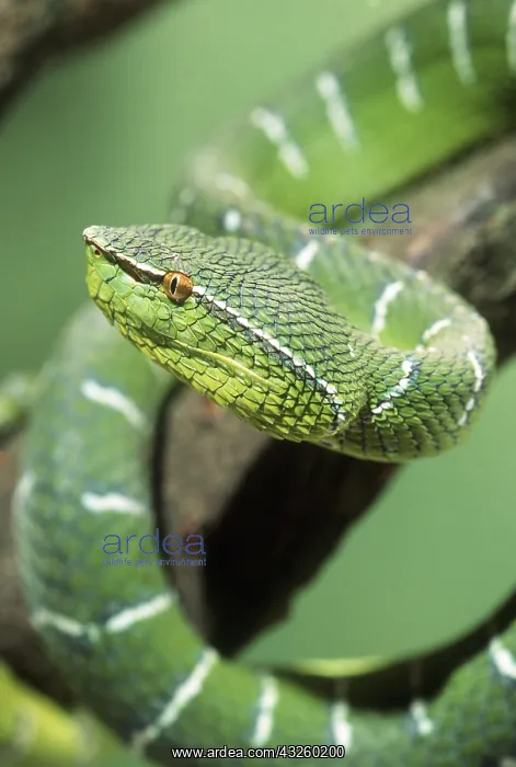 : WAGLER'S PIT VIPER : WAGLER'S PIT VIPER