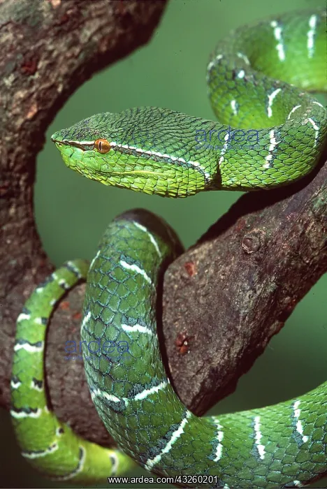 : WAGLER'S PIT VIPER - Close up, coiled round tree : WAGLER'S PIT VIPER - Close up, coiled round tree