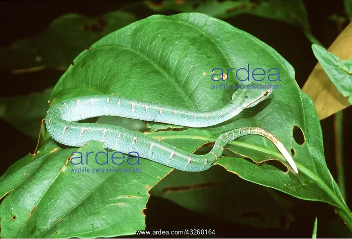 : WAGLER'S PIT VIPER - Juvenile : WAGLER'S PIT VIPER - Juvenile