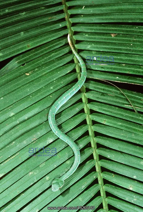 : WAGLER'S PIT VIPER - on leaf, in rainforest : WAGLER'S PIT VIPER - on leaf, in rainforest