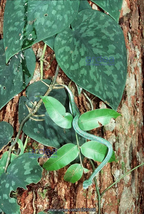 : WAGLER'S PIT VIPER - in rainforest : WAGLER'S PIT VIPER - in rainforest