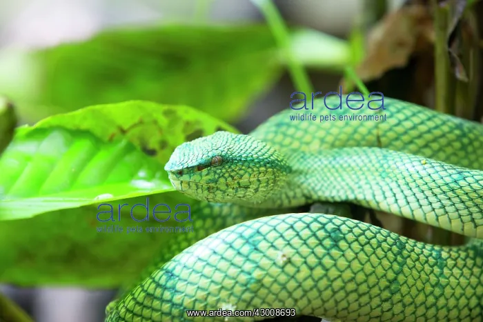 : Wagler's / Temple Pit Viper : Wagler's / Temple Pit Viper