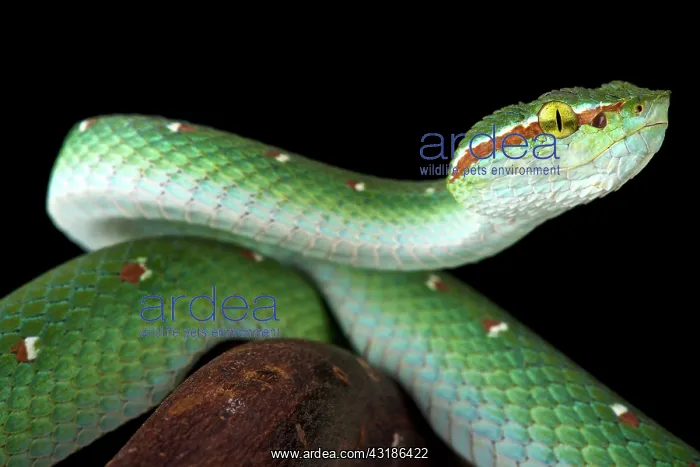 : Wagler's tree viper (Tropidolaemus wagleri) male : Wagler's tree viper (Tropidolaemus wagleri) male