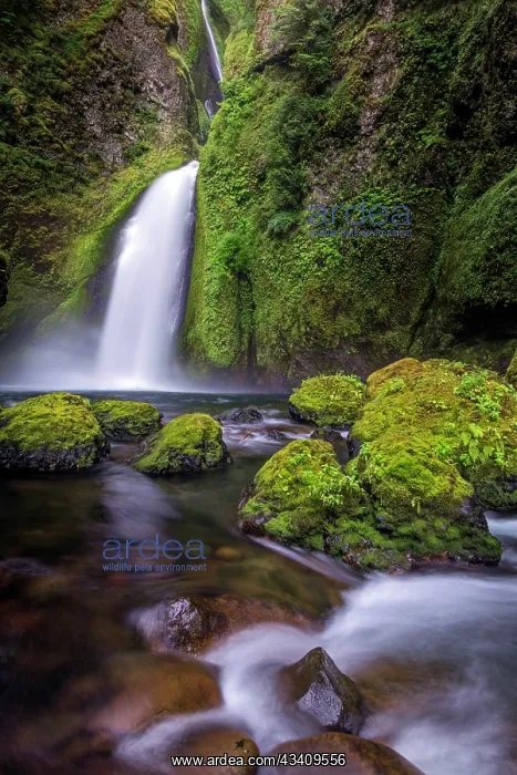 : Wahclella Falls along Tanner Creek, Columbia River : Wahclella Falls along Tanner Creek, Columbia River