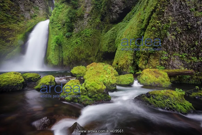 : Wahclella Falls along Tanner Creek, Columbia River : Wahclella Falls along Tanner Creek, Columbia River