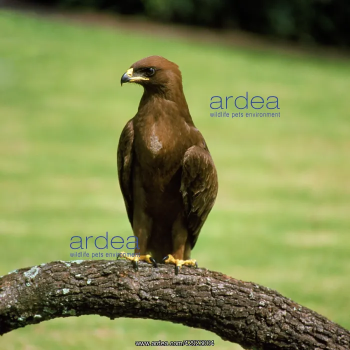  : Wahlberg's Eagle