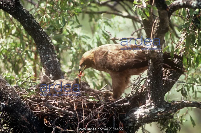 : Wahlbergs Eagle - adult feeding young in nest : Wahlbergs Eagle - adult feeding young in nest