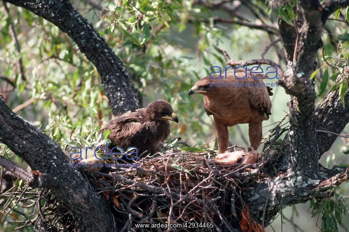 : Wahlberg's Eagle - at nest with chick : Wahlberg's Eagle - at nest with chick