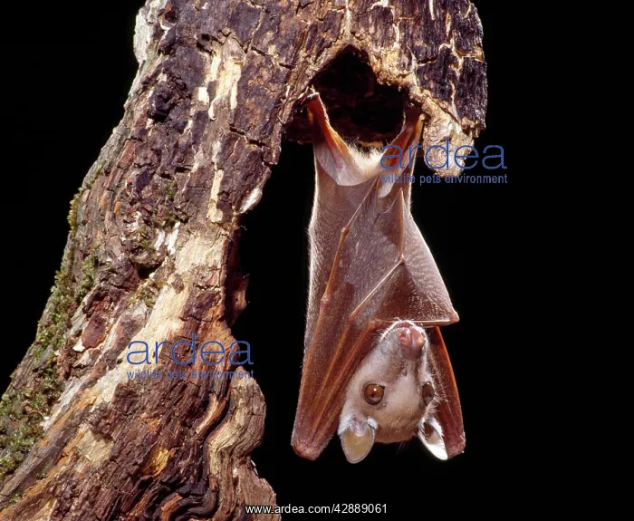 : Wahlberg's Epauletted Fruit Bat : Wahlberg's Epauletted Fruit Bat