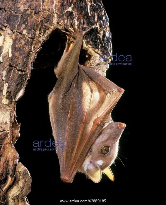 : Wahlberg's Epauletted Fruit Bat : Wahlberg's Epauletted Fruit Bat