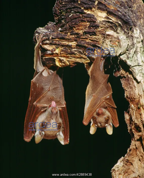 : Wahlberg's Epauletted Fruit Bat : Wahlberg's Epauletted Fruit Bat