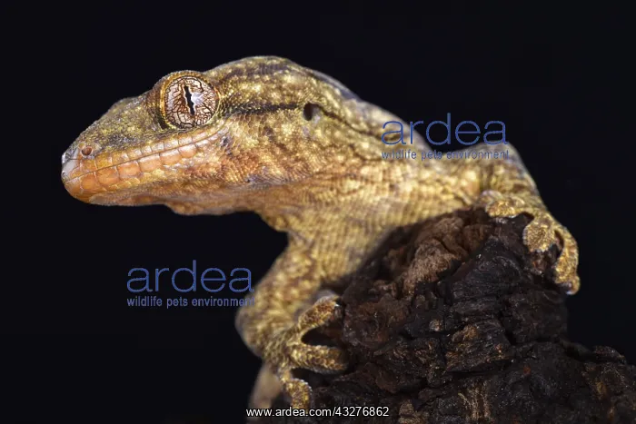 : The Wahlberg's velvet gecko (Homopholis wahlbergii : The Wahlberg's velvet gecko (Homopholis wahlbergii
