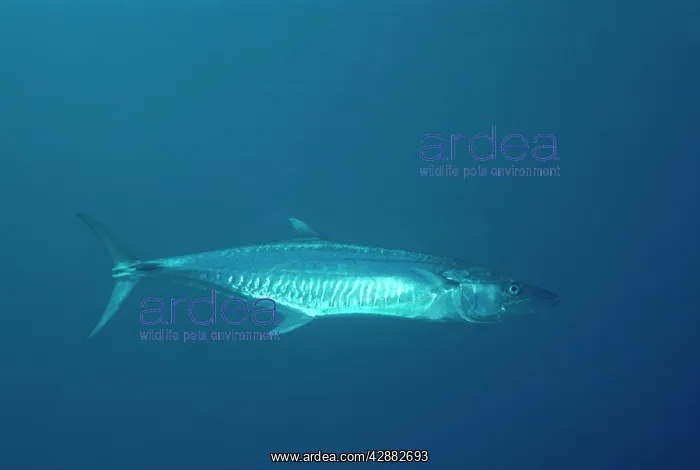 : WAHOO - top commmercial FISH : WAHOO - top commmercial FISH