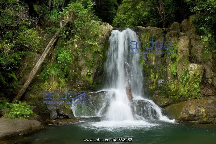 : Waiau Falls - water cascading down Waiau Falls : Waiau Falls - water cascading down Waiau Falls
