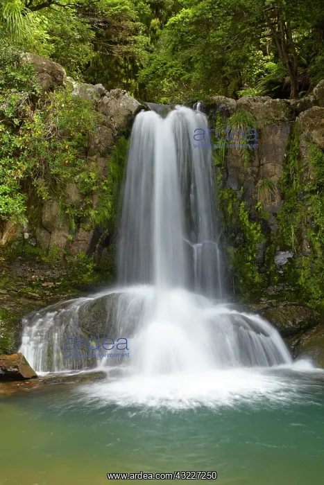 : Waiau Waterfall, 309 Road, Coromandel Peninsula : Waiau Waterfall, 309 Road, Coromandel Peninsula