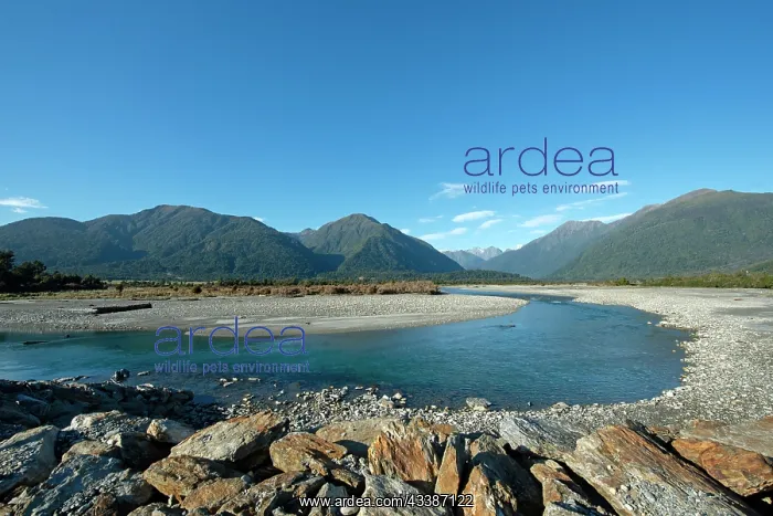 : Waihou River : Waihou River