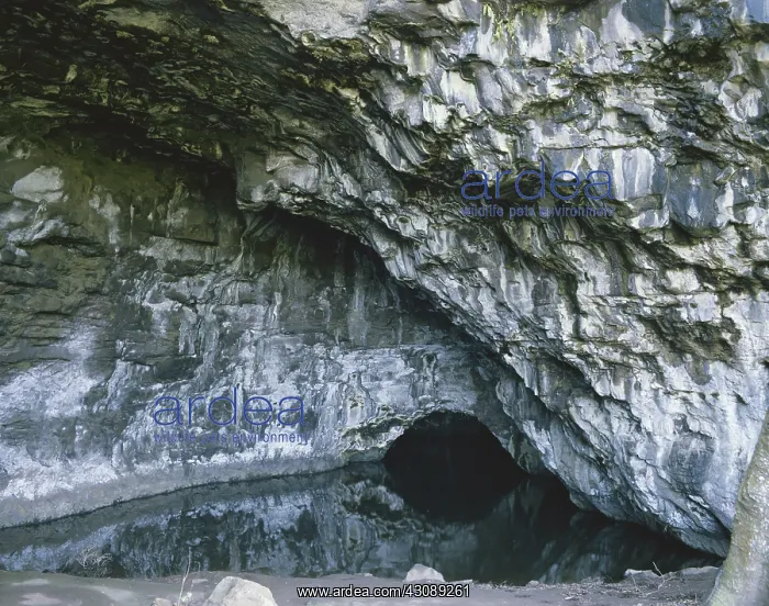 : Waikanaloa Wet Cave : Waikanaloa Wet Cave