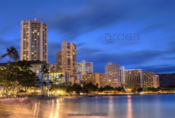 : Waikiki Beach bei Sonnenuntergang, Honolulu, Oahu : Waikiki Beach bei Sonnenuntergang, Honolulu, Oahu