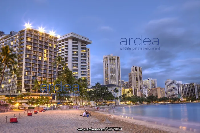 : Waikiki Beach bei Sonnenuntergang, Honolulu, Oahu : Waikiki Beach bei Sonnenuntergang, Honolulu, Oahu