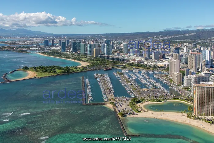 : Waikiki, Honolulu, Oahu, Hawaii : Waikiki, Honolulu, Oahu, Hawaii