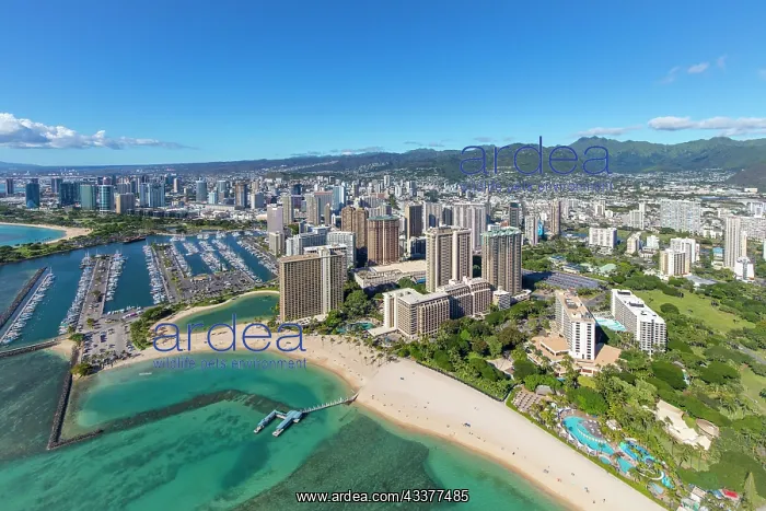 : Waikiki, Honolulu, Oahu, Hawaii : Waikiki, Honolulu, Oahu, Hawaii