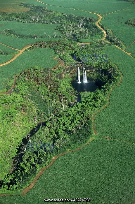 : Wailua Falls and sugar cane, Kauai : Wailua Falls and sugar cane, Kauai