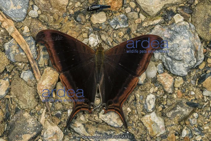 : The Waiter butterfly (Marpesia zerynthia) Tatama : The Waiter butterfly (Marpesia zerynthia) Tatama