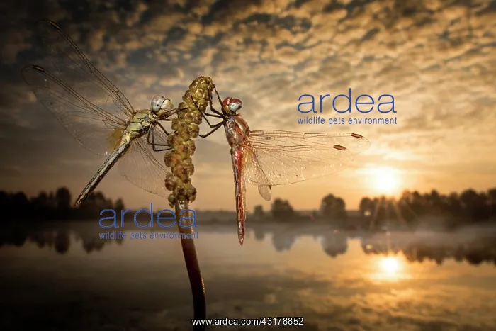 : Waiting for the kiss of the sun - two dragonflies : Waiting for the kiss of the sun - two dragonflies