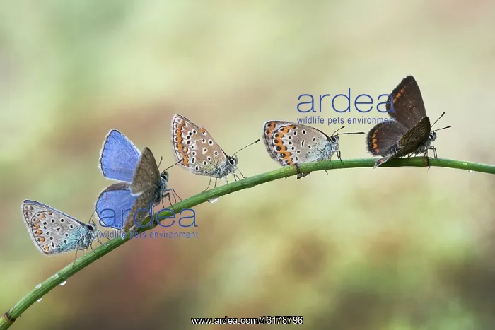 : Waiting in line for the takeoff - five butterflies : Waiting in line for the takeoff - five butterflies