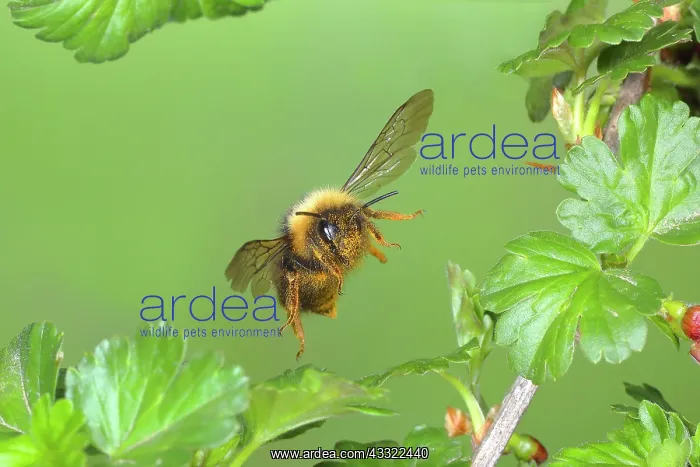 : Wald-Kuckuckshummel (Bombus sylvestris), im Flug : Wald-Kuckuckshummel (Bombus sylvestris), im Flug