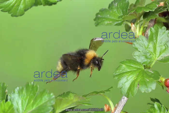 : Wald-Kuckuckshummel (Bombus sylvestris), im Flug : Wald-Kuckuckshummel (Bombus sylvestris), im Flug