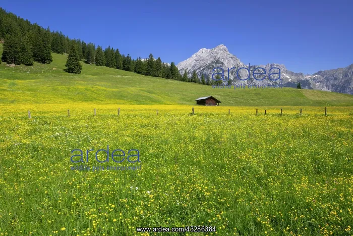 : Walder-Alm, behind it Karwendel mountains, Gnadenwald : Walder-Alm, behind it Karwendel mountains, Gnadenwald
