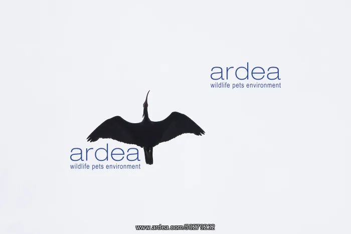 : Waldrapp flight : Waldrapp flight