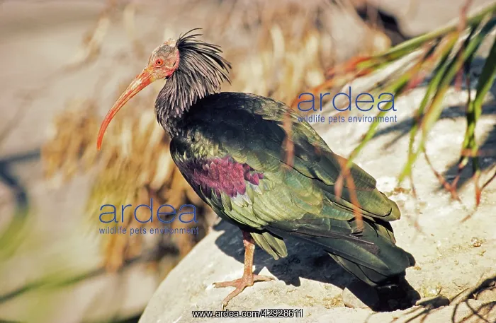 : WaldrappIs Bald / Northern Bald IBIS : WaldrappIs Bald / Northern Bald IBIS