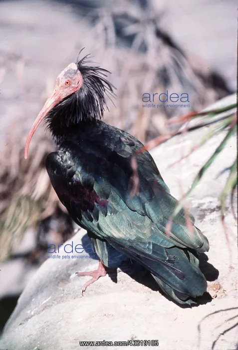 : Waldrapp's Bald / Northern Bald IBIS - standing on rock : Waldrapp's Bald / Northern Bald IBIS - standing on rock