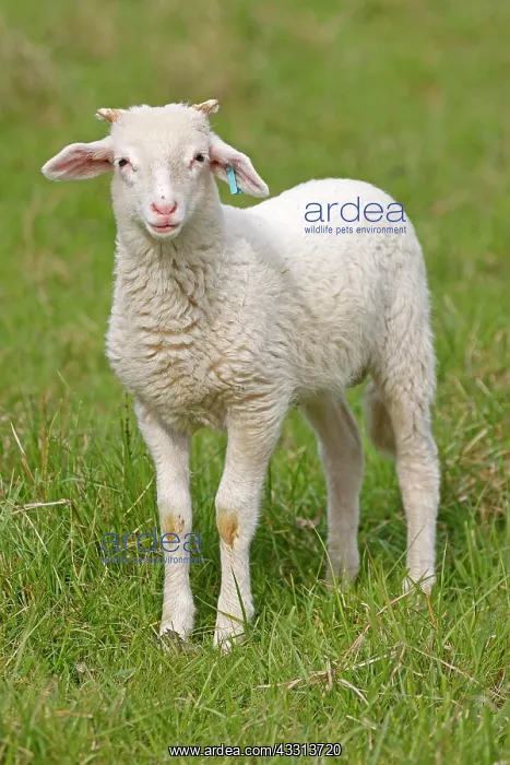  : Waldschaf (Landschafrasse) (domestic sheep breed)