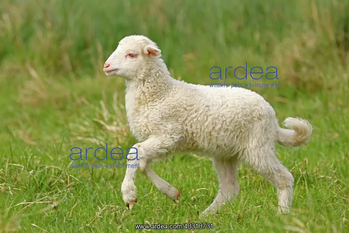 : Waldschaf (Landschafrasse) (domestic sheep breed) : Waldschaf (Landschafrasse) (domestic sheep breed)