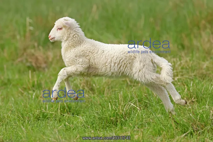 : Waldschaf (Landschafrasse) (domestic sheep breed) : Waldschaf (Landschafrasse) (domestic sheep breed)