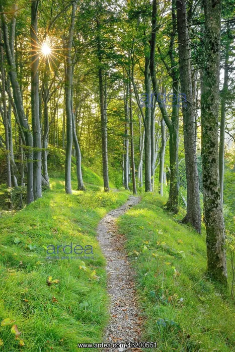 : Waldweg, Basel-Land, Switzerland, Europe : Waldweg, Basel-Land, Switzerland, Europe